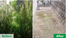 裏庭の草むしりのご依頼をいただきました。背の高い雑草もすべて除去しました。